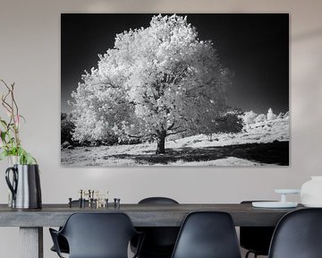 Mystisch-surreales Schwarz-Weiß-Infrarotfoto eines strahlend weißen Baumes