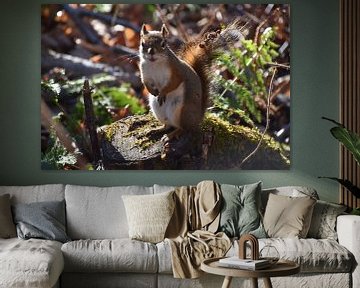 A red squirrel in the trap by Claude Laprise