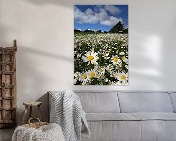 An area of daisies in bloom by Claude Laprise