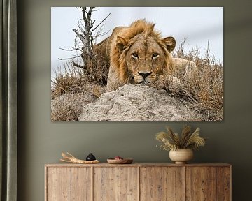 Roi de la savane - Lion mâle dans une pose majestueuse