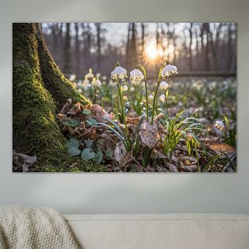 In the March-flower forest