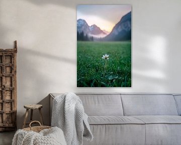Prairie en fleurs dans la lumière des montagnes sur Poster Art Shop