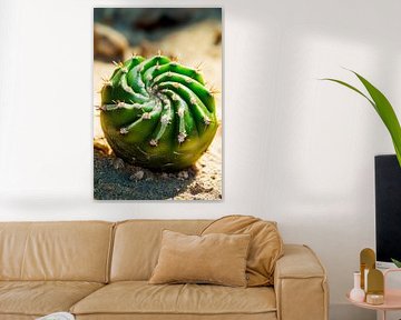 Eindrucksvoller spiralförmiger Kaktus von Poster Art Shop
