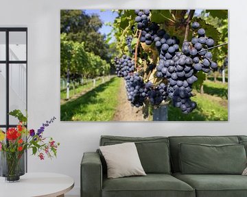 Trossen blauwe druiven met pad van Ben Schonewille