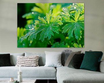 Du vert frais avec des gouttes de rosée sur Poster Art Shop
