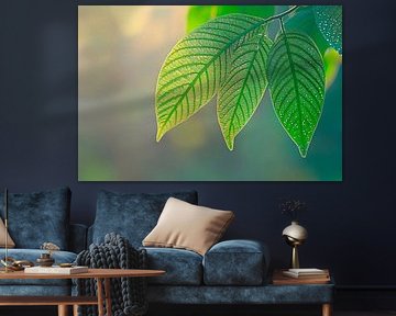 Feuilles vertes fraîches à la lumière sur Poster Art Shop