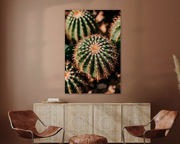 Close-up van een groen cactuslandschap van Poster Art Shop