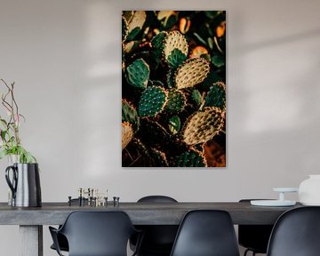 Cactusplanten in natuurlijk licht van Poster Art Shop