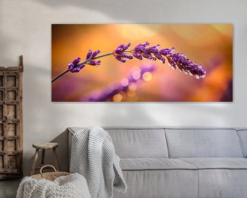 Lavender with water droplets in the light by Poster Art Shop