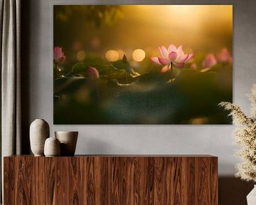 Lotus blossom in soft light by Poster Art Shop