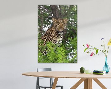 leopard van anja voorn