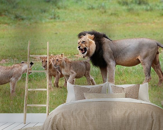 Aperçu de la chambre