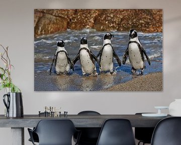 four funny African Penguins by Jürgen Ritterbach