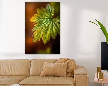Drops of water on a green leaf by Poster Art Shop