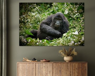funny looking young mountain gorilla  by Jürgen Ritterbach