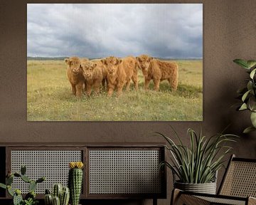 schotse hooglanders op het Hijkerveld in drenthe van M. B. fotografie