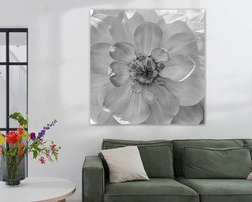 Coeur du Dahlia, noir et blanc