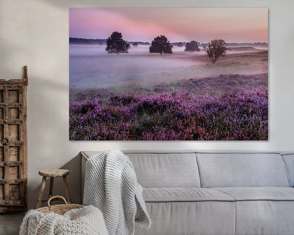 Lila Heather und Nebel Gasterse Duinen Drenthe Niederlande