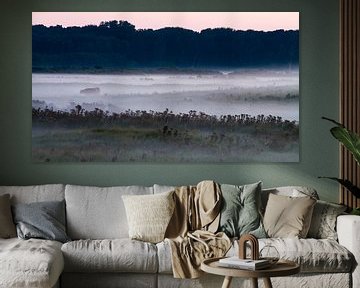 Schotse Hooglander in mist landschap van Menno van Duijn