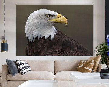 Bald Eagle (Haliaeetus leucocephalus) by Ronald Pol