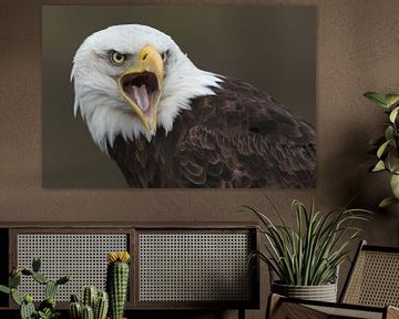 Bald Eagle (Haliaeetus leucocephalus) by Ronald Pol