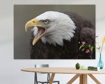 Bald Eagle (Haliaeetus leucocephalus) by Ronald Pol