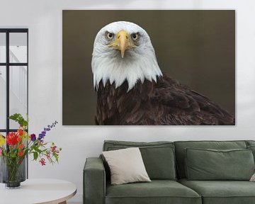 Bald Eagle (Haliaeetus leucocephalus) by Ronald Pol