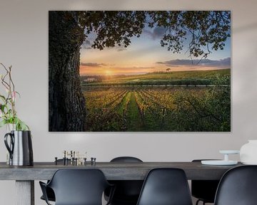 Bomen en wijngaarden in de Chianti van Stefano Orazzini