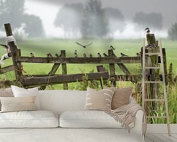 Barn Swallows. by Ron Westbroek