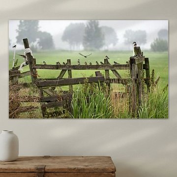 Barn Swallows. by Ron Westbroek