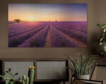 Bloeiende lavendel en bomen bij zonsondergang in Valensole. van Stefano Orazzini