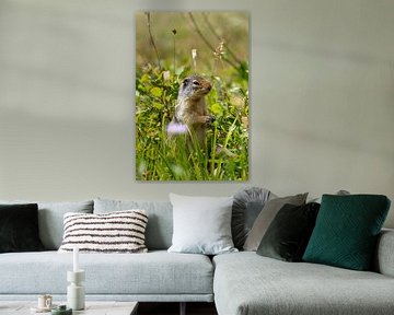 Ground squirrel at Logan Pass, Glacier National Park, Going-to-the-sun road, Montana, USA by Jeroen van Deel