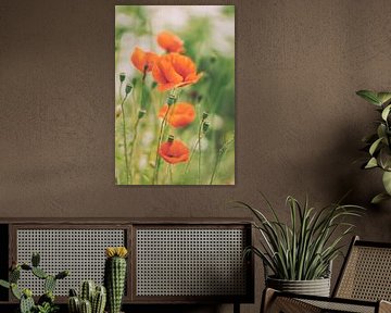 Coquelicots dans les champs. sur Ellen Driesse