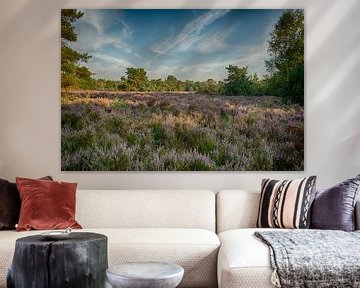 Landschapsfoto van bloeiende paarse heide van peters-fotos.nl