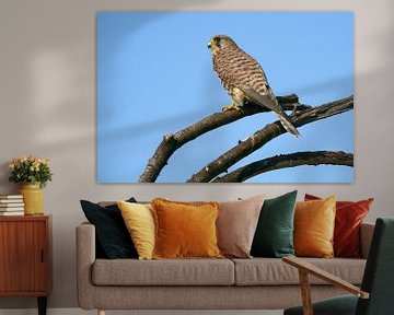 Torenvalk (Falco tinnunculus) van Ronald Pol