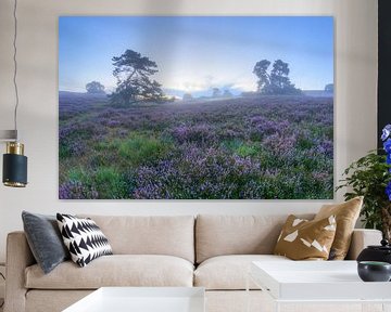 Blue hour on the Brunsummerheide by Francois Debets