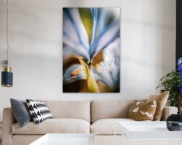Irisblüten im Licht