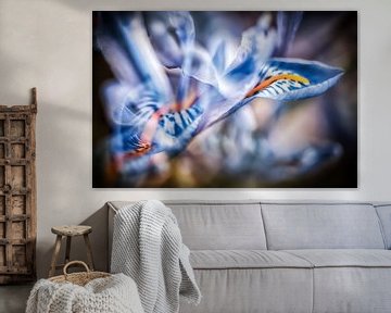 Irisblüten im Lichtertanz
