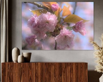 Roze bloemen, boombloesem