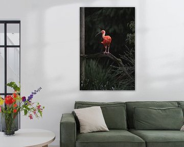 The red ibis just looks into my lens
