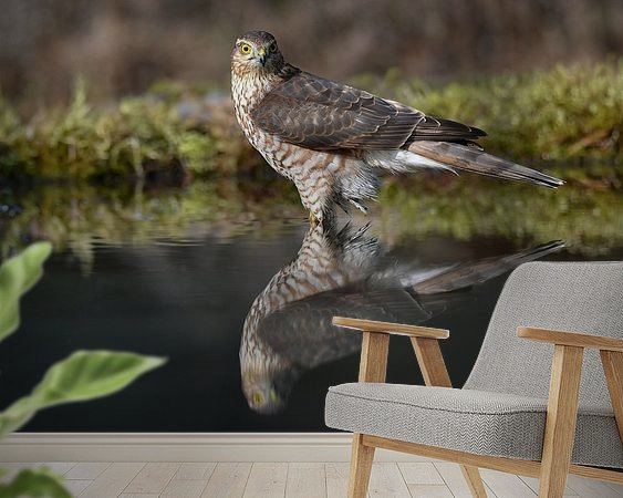 Aperçu de la chambre