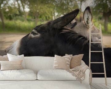 Cuddling donkeys by Geert Van Baelen