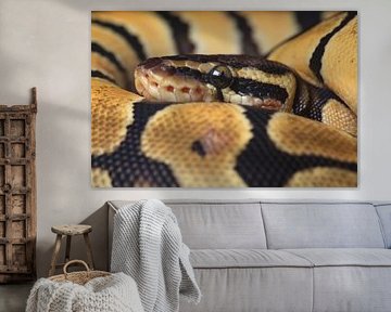 Königspython (Python regius) von Ronald Pol