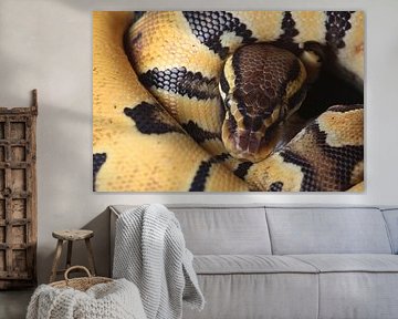 Königspython (Python regius) von Ronald Pol