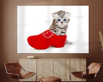 Young cat in red shoe or clump sur Ben Schonewille