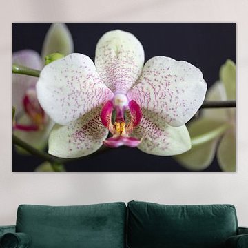 Orchideeën