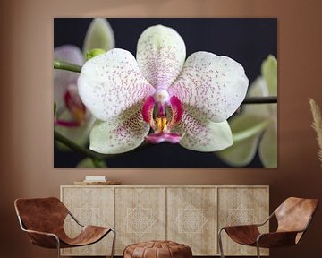 Orchideeën sur Rijk van de Kaa