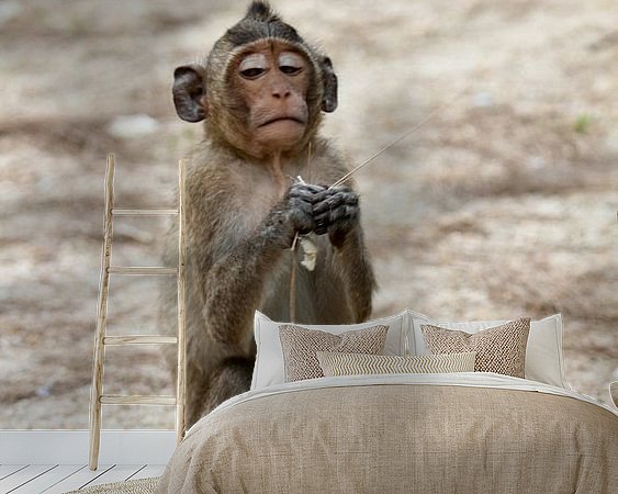 Aperçu de la chambre