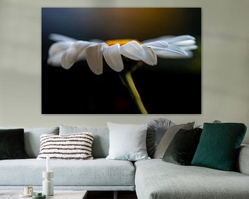 The Elegance of the Daisy by Kim Heilema Fotografie