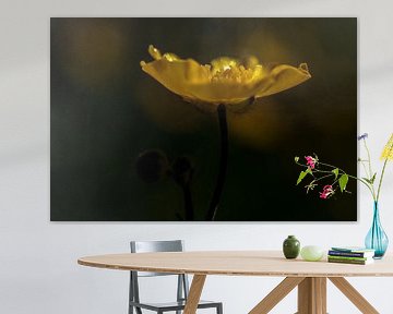 Buttercup in reflection by Kim Heilema Fotografie